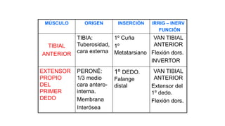 MÚSCULO ORIGEN INSERCIÓN IRRIG – INERV
FUNCIÓN
TIBIAL
ANTERIOR
TIBIA:
Tuberosidad,
cara externa
1º Cuña
1º
Metatarsiano
VAN TIBIAL
ANTERIOR
Flexión dors.
INVERTOR
EXTENSOR
PROPIO
DEL
PRIMER
DEDO
PERONÉ:
1/3 medio
cara antero-
interna.
Membrana
Interósea
1º DEDO.
Falange
distal
VAN TIBIAL
ANTERIOR
Extensor del
1º dedo.
Flexión dors.
 