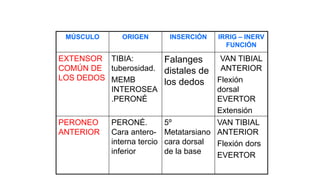 MÚSCULO ORIGEN INSERCIÓN IRRIG – INERV
FUNCIÓN
EXTENSOR
COMÚN DE
LOS DEDOS
TIBIA:
tuberosidad.
MEMB
INTEROSEA
.PERONÉ
Falanges
distales de
los dedos
VAN TIBIAL
ANTERIOR
Flexión
dorsal
EVERTOR
Extensión
PERONEO
ANTERIOR
PERONÉ.
Cara antero-
interna tercio
inferior
5º
Metatarsiano
cara dorsal
de la base
VAN TIBIAL
ANTERIOR
Flexión dors
EVERTOR
 