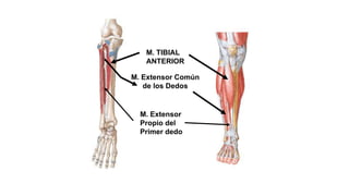 M. TIBIAL
ANTERIOR
M. Extensor Común
de los Dedos
M. Extensor
Propio del
Primer dedo
 
