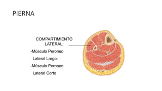 PIERNA
COMPARTIMIENTO
LATERAL:
-Músculo Peroneo
Lateral Largo.
-Músculo Peroneo
Lateral Corto
 