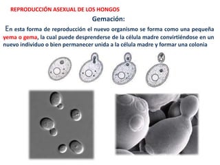 REPRODUCCIÓN ASEXUAL DE LOS HONGOS
Gemación:
En esta forma de reproducción el nuevo organismo se forma como una pequeña
yema o gema, la cual puede desprenderse de la célula madre convirtiéndose en un
nuevo individuo o bien permanecer unida a la célula madre y formar una colonia
 