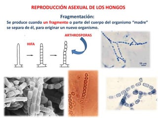 Fragmentación:
Se produce cuando un fragmento o parte del cuerpo del organismo “madre”
se separa de él, para originar un nuevo organismo.
REPRODUCCIÓN ASEXUAL DE LOS HONGOS
HIFA
ARTHROSPORAS
 