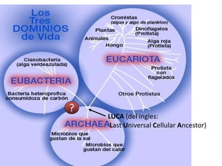 ?
LUCA (del ingles:
Last Universal Cellular Ancestor)
 