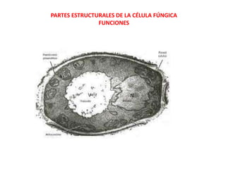 PARTES ESTRUCTURALES DE LA CÉLULA FÚNGICA
FUNCIONES
 