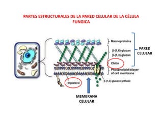 PARED
CELULAR
MEMBRANA
CELULAR
PARTES ESTRUCTURALES DE LA PARED CELULAR DE LA CÉLULA
FUNGICA
 