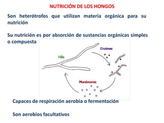NUTRICIÓN DE LOS HONGOS
Su nutrición es por absorción de sustancias orgánicas simples
o compuesta
Son heterótrofos que utilizan materia orgánica para su
nutrición
Capaces de respiración aerobia o fermentación
Son aerobios facultativos
 