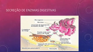 SECREÇÃO DE ENZIMAS DIGESTIVAS
 