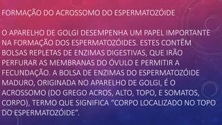 FORMAÇÃO DO ACROSSOMO DO ESPERMATOZÓIDE
O APARELHO DE GOLGI DESEMPENHA UM PAPEL IMPORTANTE
NA FORMAÇÃO DOS ESPERMATOZÓIDES. ESTES CONTÊM
BOLSAS REPLETAS DE ENZIMAS DIGESTIVAS, QUE IRÃO
PERFURAR AS MEMBRANAS DO ÓVULO E PERMITIR A
FECUNDAÇÃO. A BOLSA DE ENZIMAS DO ESPERMATOZÓIDE
MADURO, ORIGINADA NO APARELHO DE GOLGI, É O
ACROSSOMO (DO GREGO ACROS, ALTO, TOPO, E SOMATOS,
CORPO), TERMO QUE SIGNIFICA “CORPO LOCALIZADO NO TOPO
DO ESPERMATOZÓIDE”.
 
