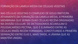 FORMAÇÃO DA LAMELA MÉDIA EM CÉLULAS VEGETAIS
NAS CÉLULAS VEGETAIS O COMPLEXO DE GOLGI PARTICIPA
ATIVAMENTE DA FORMAÇÃO DA LAMELA MÉDIA, A PRIMEIRA
MEMBRANA QUE SEPARA DUAS CÉLULAS RECÉM-ORIGINADAS
NA DIVISÃO CELULAR. OS DICTIOSSOMOS ACUMULAM O
POLISSACARÍDEO PECTINA, QUE É ELIMINADO ENTRE AS
CÉLULAS IRMÃS RECÉM FORMADAS, CONSTITUINDO A PRIMEIRA
SEPARAÇÃO ENTRE ELAS E, MAIS TARDE, A LÂMINA QUE AS
MANTÉM UNIDAS.
 