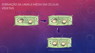 FORMAÇÃO DA LAMELA MÉDIA EM CÉLULAS
VEGETAIS
 