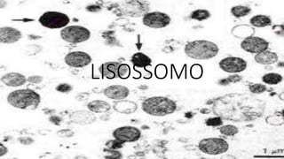 LISOSSOMO
 