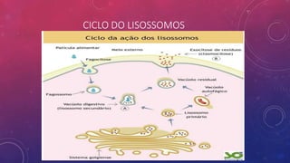 CICLO DO LISOSSOMOS
 