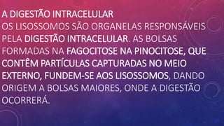 A DIGESTÃO INTRACELULAR
OS LISOSSOMOS SÃO ORGANELAS RESPONSÁVEIS
PELA DIGESTÃO INTRACELULAR. AS BOLSAS
FORMADAS NA FAGOCITOSE NA PINOCITOSE, QUE
CONTÊM PARTÍCULAS CAPTURADAS NO MEIO
EXTERNO, FUNDEM-SE AOS LISOSSOMOS, DANDO
ORIGEM A BOLSAS MAIORES, ONDE A DIGESTÃO
OCORRERÁ.
 