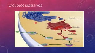VACÚOLOS DIGESTIVOS
 