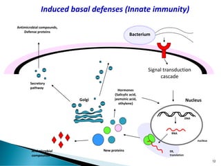 Signal transduction
cascade
Antimicrobial
compounds
Hormones
(Salicylic acid,
jasmonic acid,
ethylene)
Induced basal defenses (Innate immunity)
New proteins
Bacterium
DNA
RNA
nucleus
ER,
translation
Nucleus
Secretory
pathway
Golgi
Antimicrobial compounds,
Defense proteins
12
 