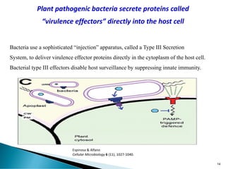 Espinosa & Alfano
Cellular Microbiology 6 (11), 1027-1040.
Plant pathogenic bacteria secrete proteins called
“virulence effectors” directly into the host cell
Bacteria use a sophisticated “injection” apparatus, called a Type III Secretion
System, to deliver virulence effector proteins directly in the cytoplasm of the host cell.
Bacterial type III effectors disable host surveillance by suppressing innate immunity.
14
 