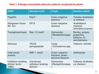 19
PAMP Minimal motif Origin Sensitive plants
Flagellin Flg22 Gram-negative
bacteria
Tomato,Arabidops
is thaliana
Elongation factor
(EF-Tu)
Elf18 Gram-negative
bacteria
Arabidopsis
thaliana,
otherBrassicaceae
Transglutaminase Pep-13 motif Oomycetes
(Phytophthoraspp.
)
Parsley, potato,
grapevine,
tobacco, N.
benthamiana
Xylanase TKLGE
pentapeptide
Fungi
(Trichoderma spp.
)
Tobacco, tomato
Cold shock
protein
RNP-1 motif Gram-negative
bacteria, gram-
positive bacteria
Solanaceae
Cellulose-binding
elicitor lectin
(CBEL)
Conserved
cellulose binding
domain
Oomycetes
(Phytophthoraspp.
)
Tobacco,Arabidop
sis thaliana
Table 1. Pathogen-associated molecular patterns recognized by plants.
 