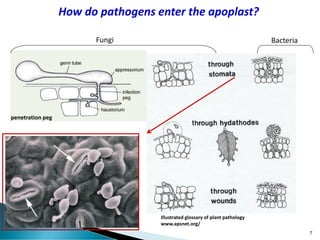 How do pathogens enter the apoplast?
Illustrated glossary of plant pathology
www.apsnet.org/
penetration peg
Fungi Bacteria
7
 
