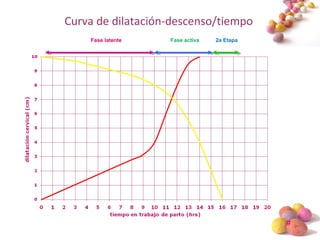 #
Curva de dilatación-descenso/tiempo
Fase latente Fase activa 2a Etapa
 