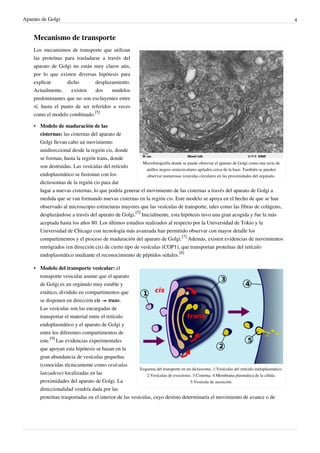 Aparato de Golgi 4
Mecanismo de transporte
Microfotografía donde se puede observar el aparato de Golgi como una serie de
anillos negros semicirculares apilados cerca de la base. También se pueden
observar numerosas vesículas circulares en las proximidades del orgánulo.
Los mecanismos de transporte que utilizan
las proteínas para trasladarse a través del
aparato de Golgi no están muy claros aún,
por lo que existen diversas hipótesis para
explicar dicho desplazamiento.
Actualmente, existen dos modelos
predominantes que no son excluyentes entre
sí, hasta el punto de ser referidos a veces
como el modelo combinado.
[5]
• Modelo de maduración de las
cisternas: las cisternas del aparato de
Golgi llevan cabo un movimiento
unidireccional desde la región cis, donde
se forman, hasta la región trans, donde
son destruidas. Las vesículas del retículo
endoplasmático se fusionan con los
dictiosomas de la región cis para dar
lugar a nuevas cisternas, lo que podría generar el movimiento de las cisternas a través del aparato de Golgi a
medida que se van formando nuevas cisternas en la región cis. Este modelo se apoya en el hecho de que se han
observado al microscopio estructuras mayores que las vesículas de transporte, tales como las fibras de colágeno,
desplazándose a través del aparato de Golgi.
[5]
Inicialmente, esta hipótesis tuvo una gran acogida y fue la más
aceptada hasta los años 80. Los últimos estudios realizados al respecto por la Universidad de Tokio y la
Universidad de Chicago con tecnología más avanzada han permitido observar con mayor detalle los
compartimentos y el proceso de maduración del aparato de Golgi.
[7]
Además, existen evidencias de movimientos
retrógrados (en dirección cis) de cierto tipo de vesículas (COP1), que transportan proteínas del retículo
endoplasmático mediante el reconocimiento de péptidos señales.
[8]
Esquema del transporte en un dictiosoma. 1:Vesículas del retículo endoplasmático.
2:Vesículas de exocitosis. 3:Cisterna. 4:Membrana plasmática de la célula.
5:Vesícula de secreción.
• Modelo del transporte vesicular: el
transporte vesicular asume que el aparato
de Golgi es un orgánulo muy estable y
estático, dividido en compartimentos que
se disponen en dirección cis → trans.
Las vesículas son las encargadas de
transportar el material entre el retículo
endoplasmático y el aparato de Golgi y
entre los diferentes compartimentos de
este.
[9]
Las evidencias experimentales
que apoyan esta hipótesis se basan en la
gran abundancia de vesículas pequeñas
(conocidas técnicamente como vesículas
lanzadera) localizadas en las
proximidades del aparato de Golgi. La
direccionalidad vendría dada por las
proteínas trasportadas en el interior de las vesículas, cuyo destino determinaría el movimiento de avance o de
 