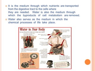   It is the medium through which nutrients are transported
    from the digestive tract to the cells where
    they are needed. Water is also the medium through
    which the byproducts of cell metabolism are removed.
   Water also serves as the medium in which the
    chemical processes of life take place.
 