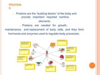 PROTEIN
  S
     o  Proteins are the “building blocks” of the body and
            provide important required nutritive
                           elements.
          o Proteins are needed for growth,

maintenance, and replacement of body cells, and they form
  hormones and enzymes used to regulate body processes.
 