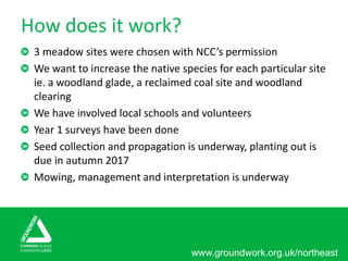 www.groundwork.org.uk/northeast
How does it work?
3 meadow sites were chosen with NCC’s permission
We want to increase the native species for each particular site
ie. a woodland glade, a reclaimed coal site and woodland
clearing
We have involved local schools and volunteers
Year 1 surveys have been done
Seed collection and propagation is underway, planting out is
due in autumn 2017
Mowing, management and interpretation is underway
 