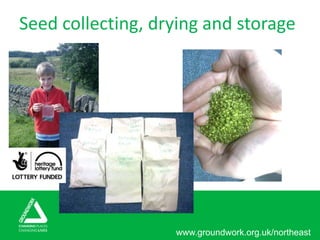 www.groundwork.org.uk/northeast
Seed collecting, drying and storage
 