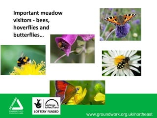 www.groundwork.org.uk/northeast
Important meadow
visitors - bees,
hoverflies and
butterflies…
 