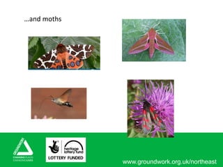 www.groundwork.org.uk/northeast
…and moths
 