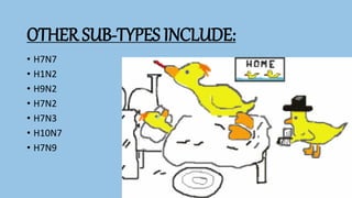 OTHER SUB-TYPES INCLUDE:
• H7N7
• H1N2
• H9N2
• H7N2
• H7N3
• H10N7
• H7N9
 