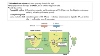 Pollen Incompatibility Molecular Mechanisms and Genetic Basis of Self-Incompatibility in ...