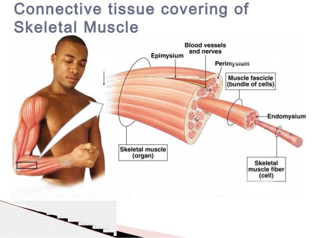 General principles of skeletal muscle