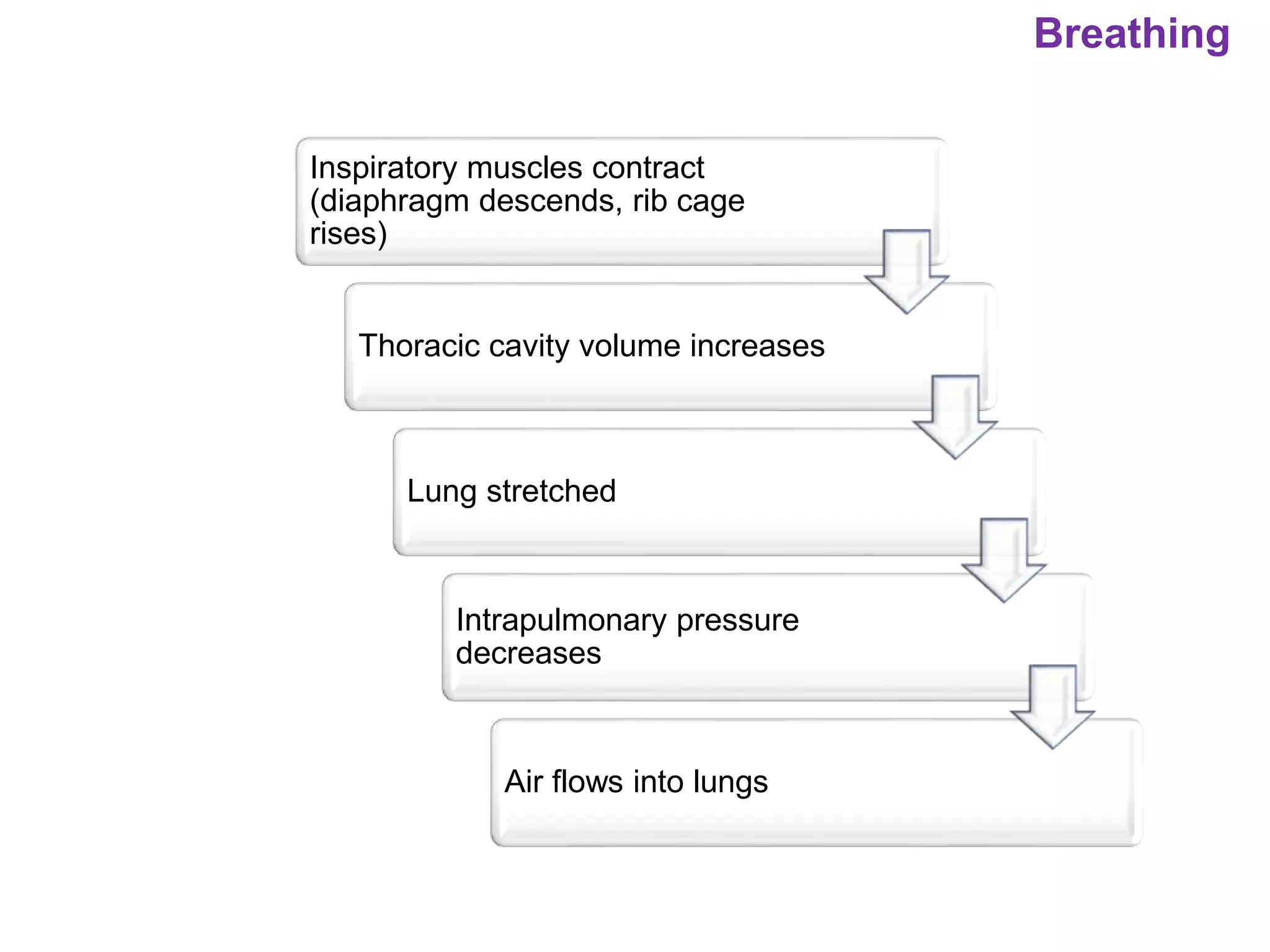 Breathing
Inspiratory muscles contract
(diaphragm descends, rib cage
rises)
Thoracic cavity volume increases
Lung stretched
Intrapulmonary pressure
decreases
Air flows into lungs
 