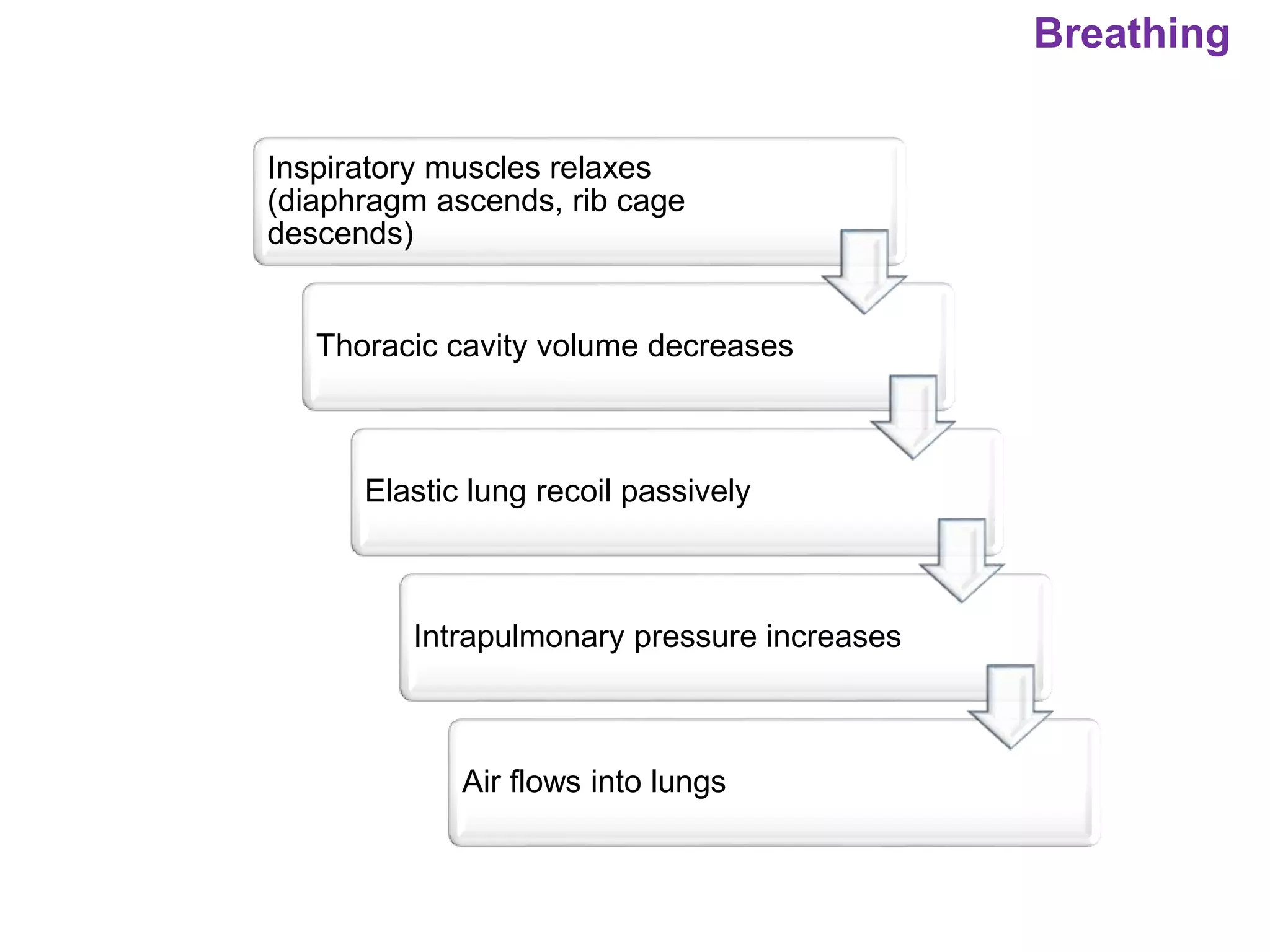 Breathing
Inspiratory muscles relaxes
(diaphragm ascends, rib cage
descends)
Thoracic cavity volume decreases
Elastic lung recoil passively
Intrapulmonary pressure increases
Air flows into lungs
 