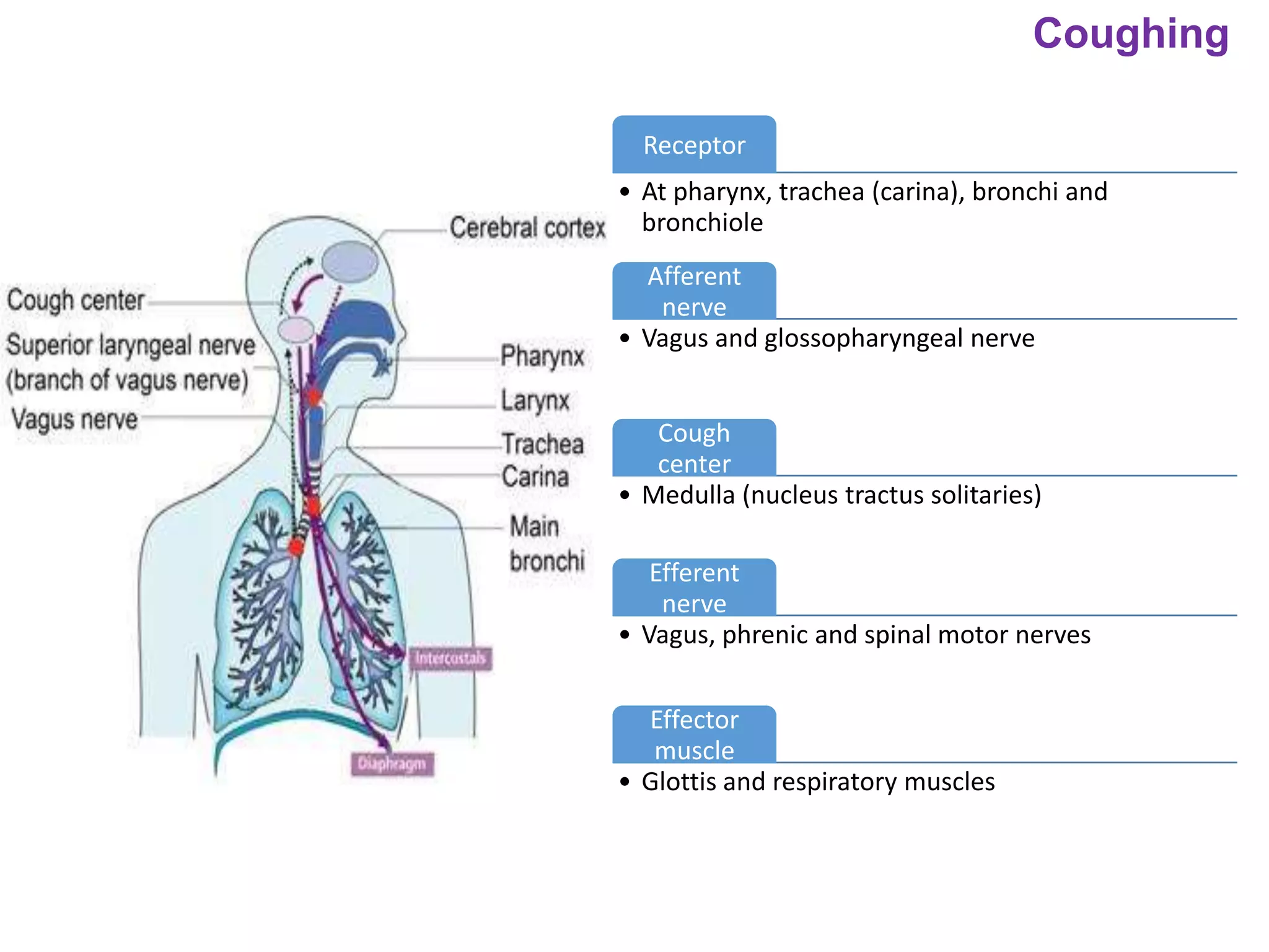 Coughing
Receptor
• At pharynx, trachea (carina), bronchi and
bronchiole
Afferent
nerve
• Vagus and glossopharyngeal nerve
Cough
center
• Medulla (nucleus tractus solitaries)
Efferent
nerve
• Vagus, phrenic and spinal motor nerves
Effector
muscle
• Glottis and respiratory muscles
 