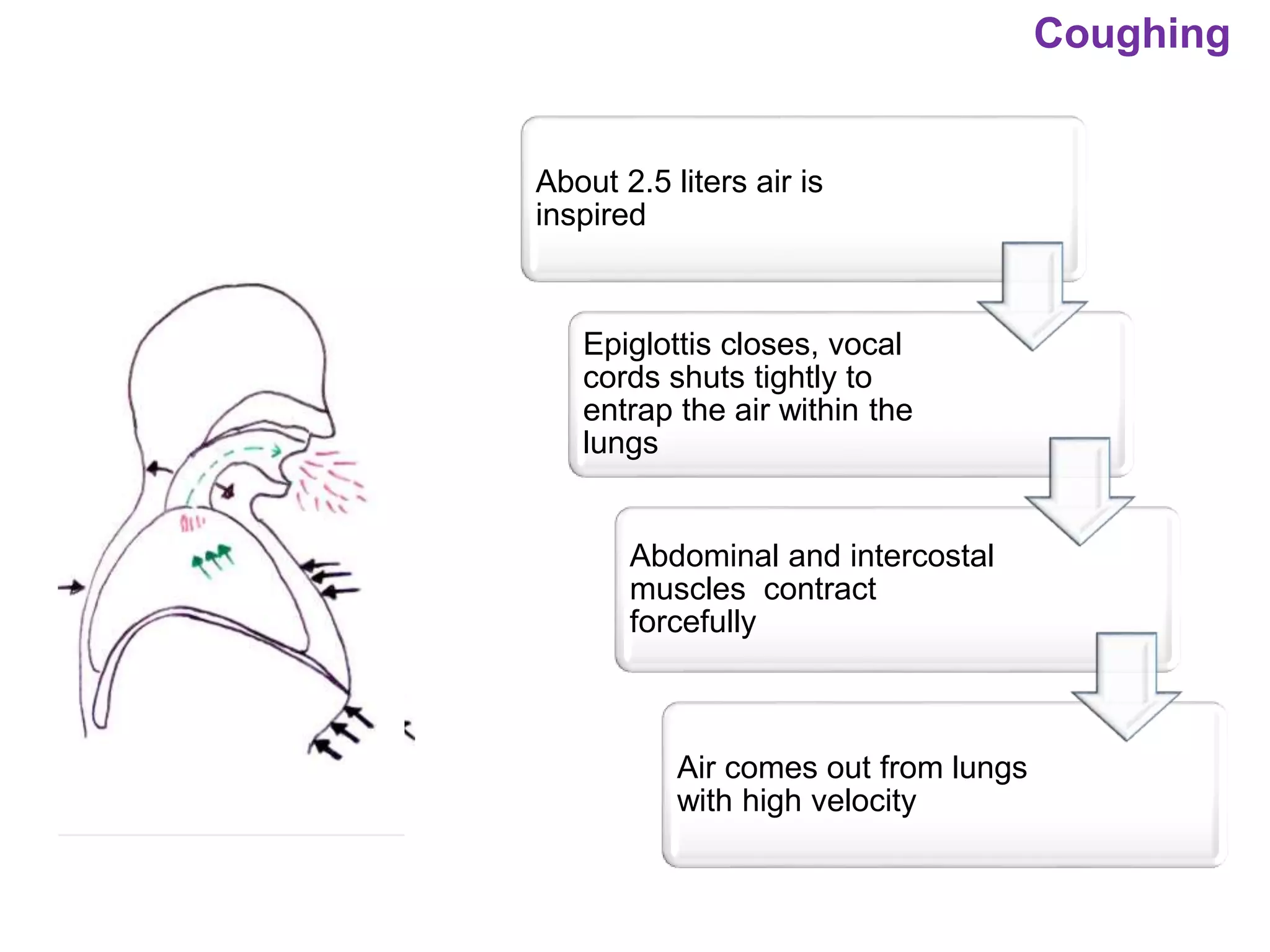 Coughing
About 2.5 liters air is
inspired
Epiglottis closes, vocal
cords shuts tightly to
entrap the air within the
lungs
Abdominal and intercostal
muscles contract
forcefully
Air comes out from lungs
with high velocity
 