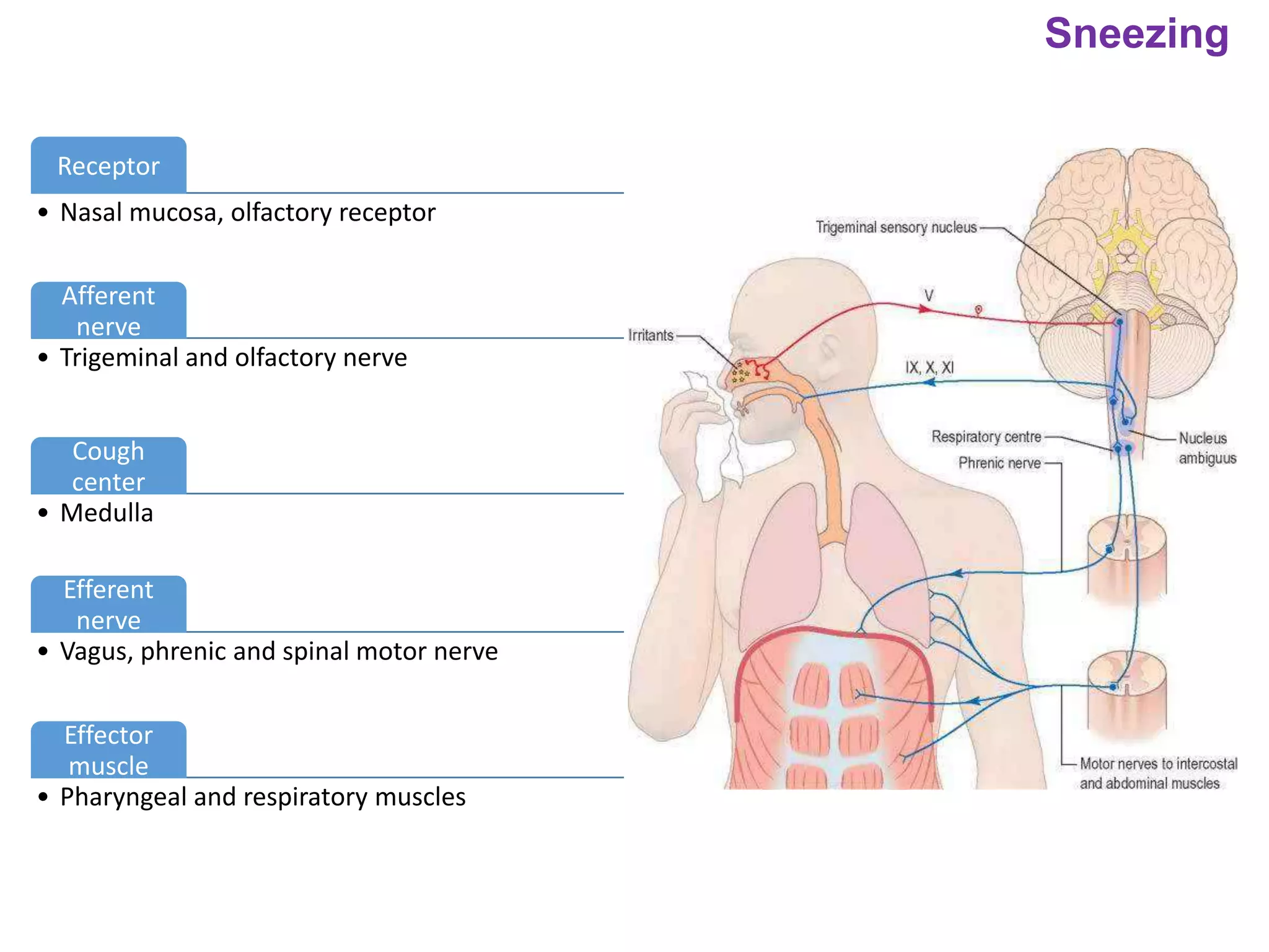 Sneezing
Receptor
• Nasal mucosa, olfactory receptor
Afferent
nerve
• Trigeminal and olfactory nerve
Cough
center
• Medulla
Efferent
nerve
• Vagus, phrenic and spinal motor nerve
Effector
muscle
• Pharyngeal and respiratory muscles
 