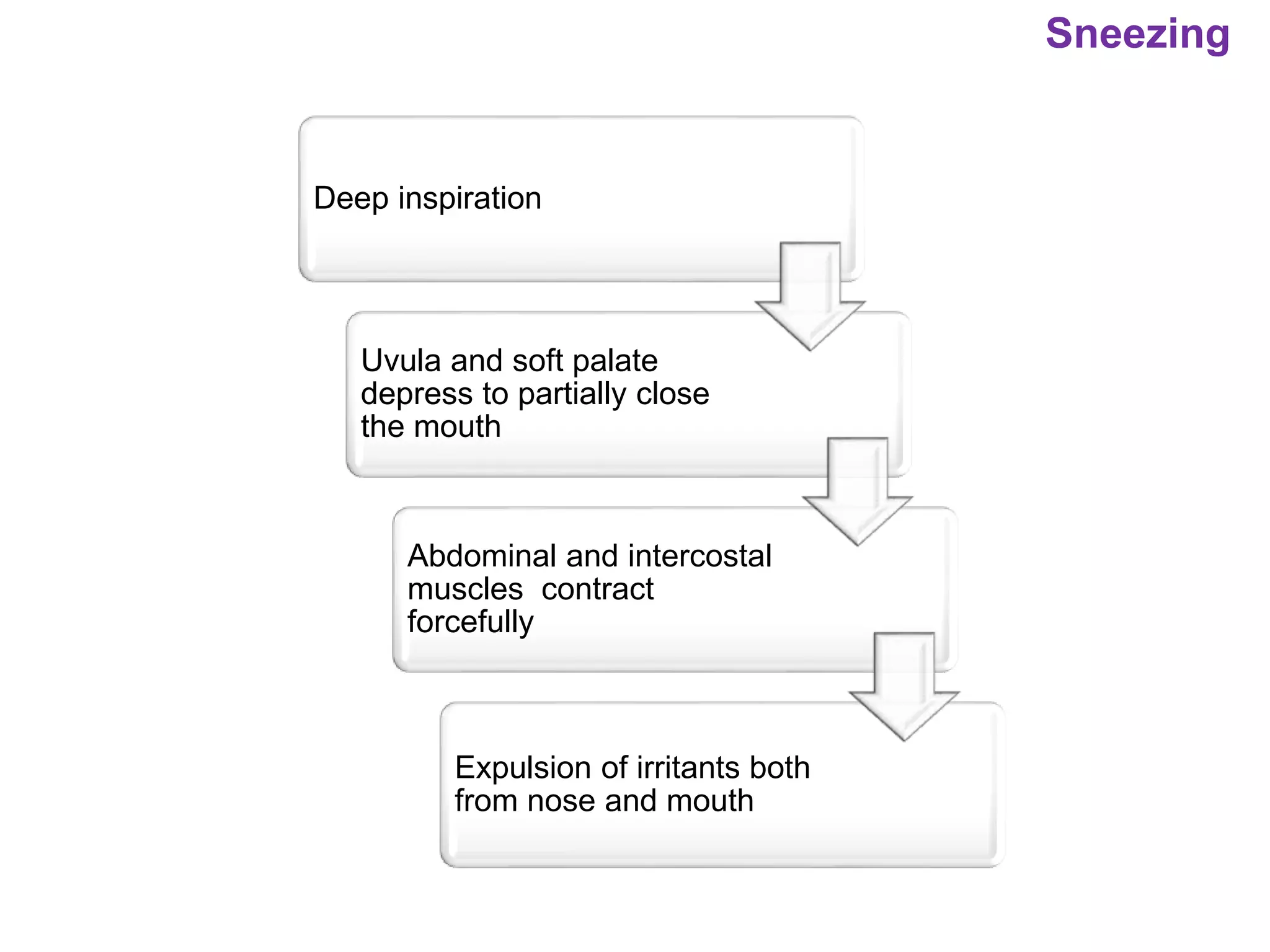 Sneezing
Deep inspiration
Uvula and soft palate
depress to partially close
the mouth
Abdominal and intercostal
muscles contract
forcefully
Expulsion of irritants both
from nose and mouth
 