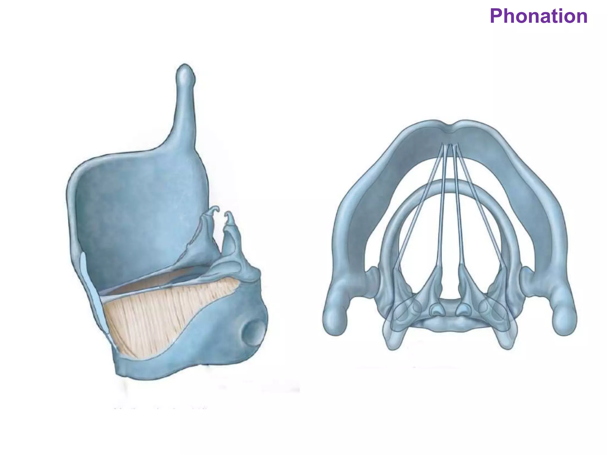 Phonation
 