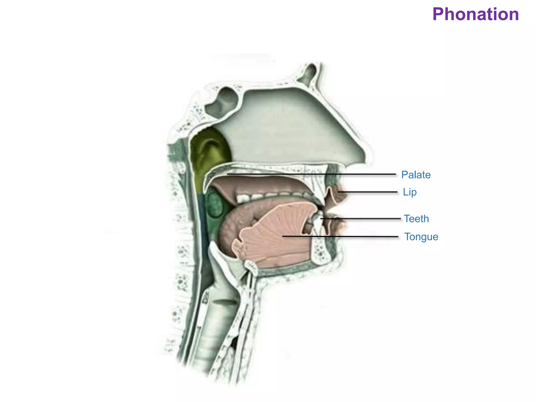 Phonation
Palate
Lip
Teeth
Tongue
 