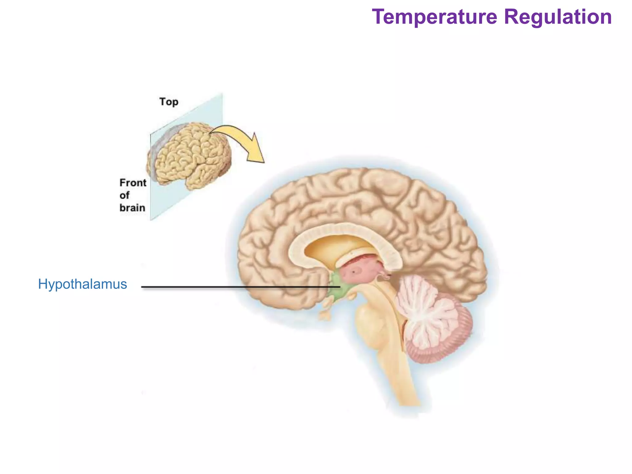 Temperature Regulation
Hypothalamus
 