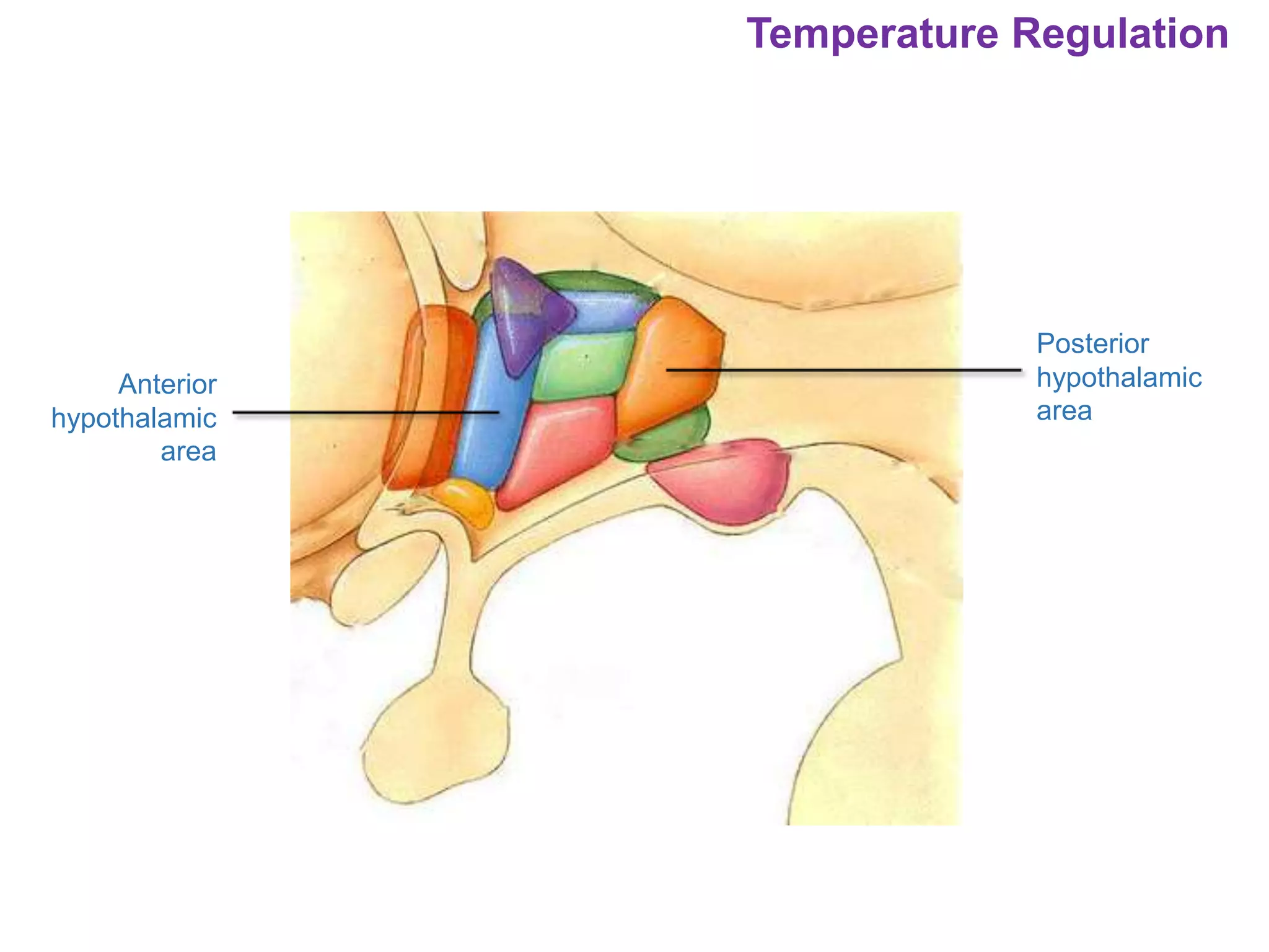 Temperature Regulation
Posterior
hypothalamic
area
Anterior
hypothalamic
area
 