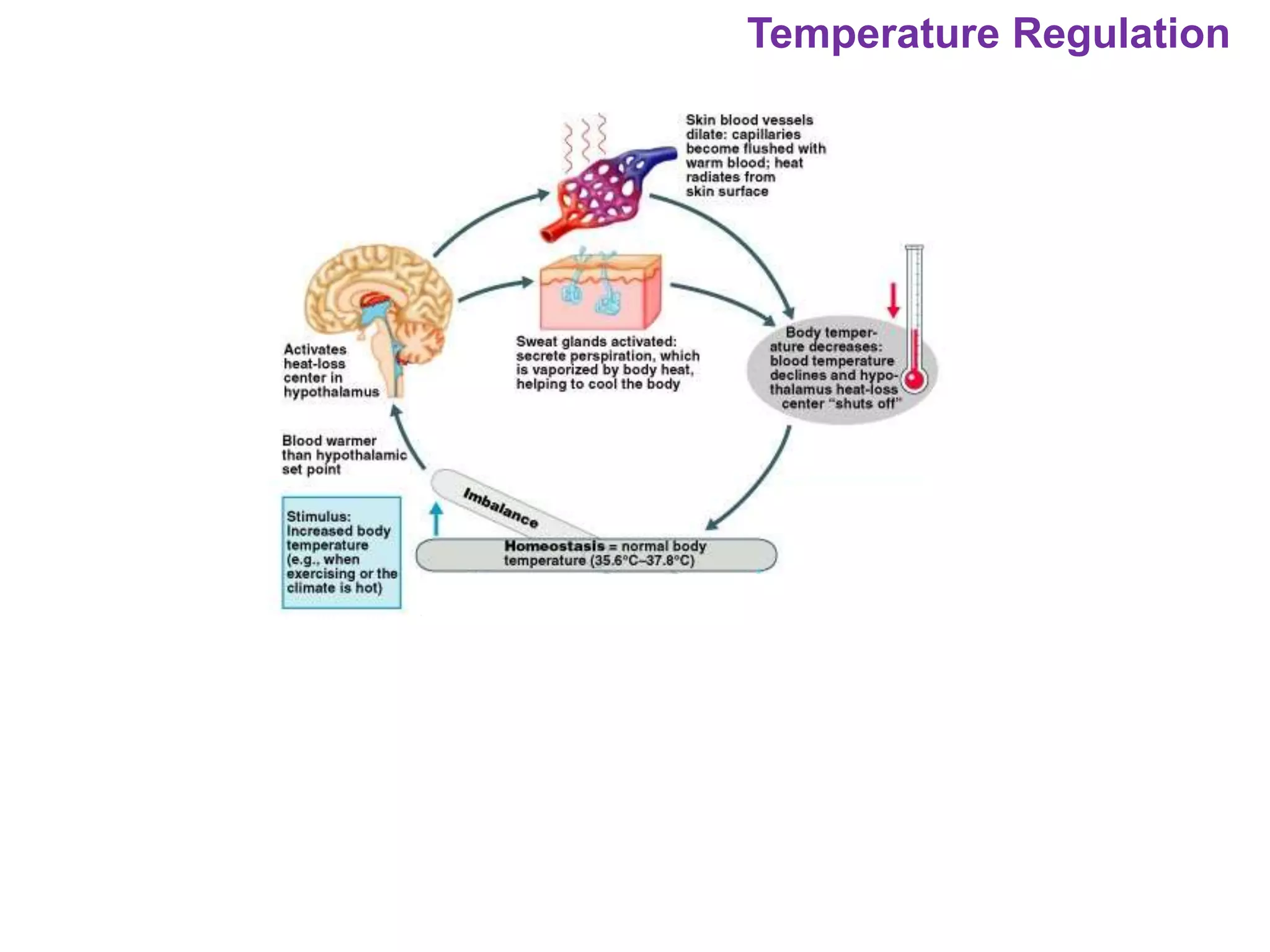 Temperature Regulation
 