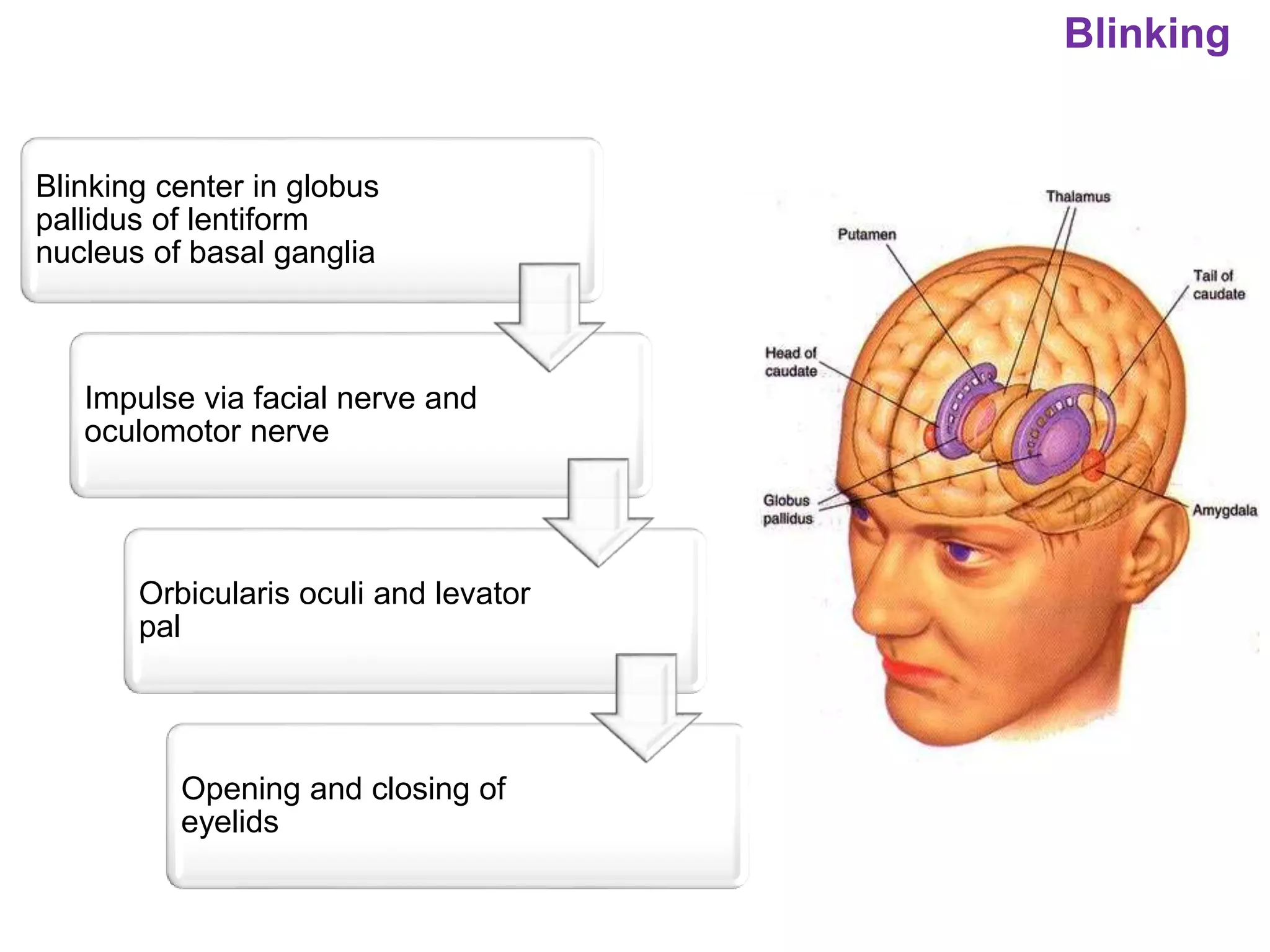 Blinking
Blinking center in globus
pallidus of lentiform
nucleus of basal ganglia
Impulse via facial nerve and
oculomotor nerve
Orbicularis oculi and levator
pal
Opening and closing of
eyelids
 