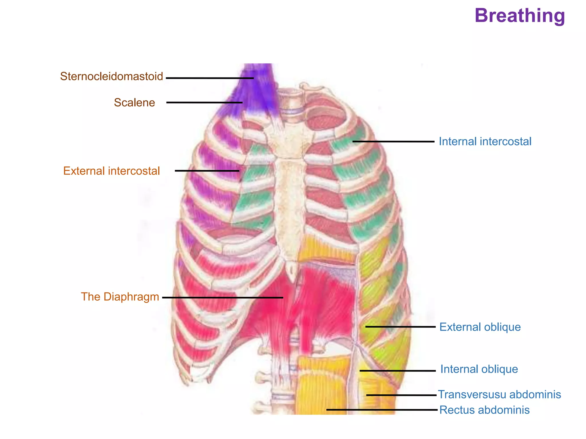 Breathing
Internal intercostal
External intercostal
External oblique
Internal oblique
Transversusu abdominis
Rectus abdominis
The Diaphragm
Scalene
Sternocleidomastoid
 