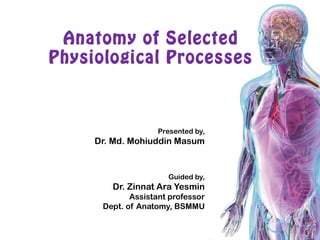Anatomy of Selected
Physiological Processes
Guided by,
Dr. Zinnat Ara Yesmin
Assistant professor
Dept. of Anatomy, BSMMU
Presented by,
Dr. Md. Mohiuddin Masum
 