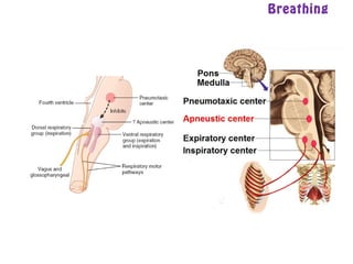 Breathing
 