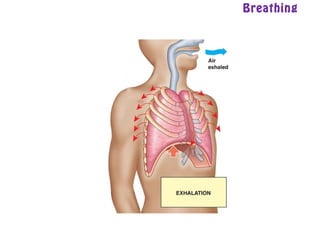 Breathing
 