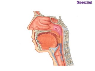 Sneezing
 